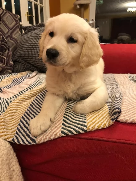 maschi e femmine golden retriever