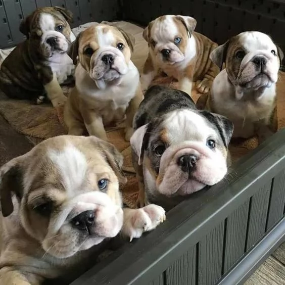 cuccioli babbo natale di bulldog inglese