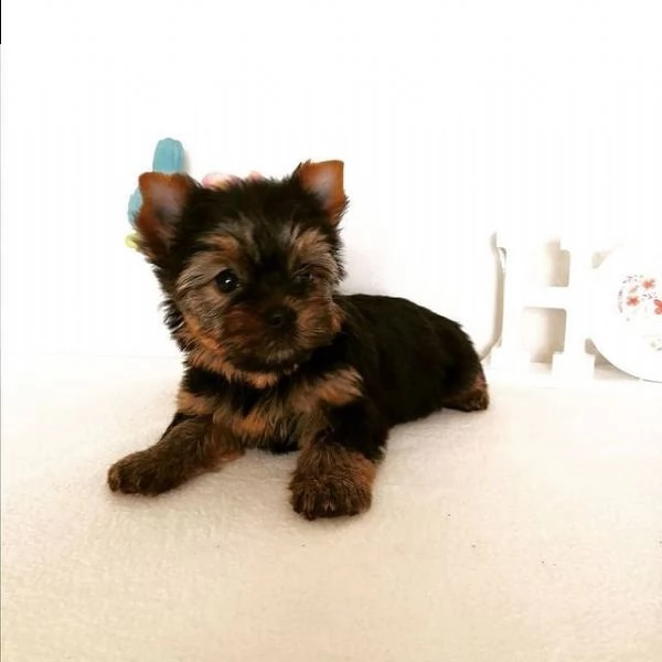 cuccioli di razza minuscola yorkie