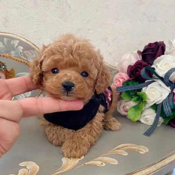 cuccioli di barboncino in adozione