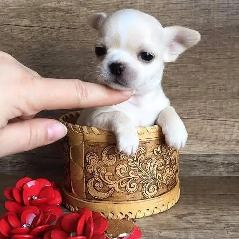 cuccioli di chihuahua