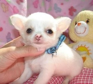 bellissimi cuccioli di chihuahua in vendita