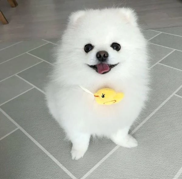 disponibili bellissimi cuccioli di pomerania