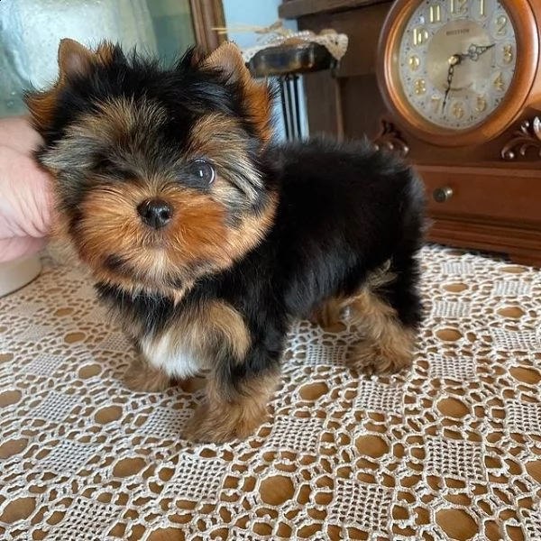 uccioli di yorkie maschi e femmine -