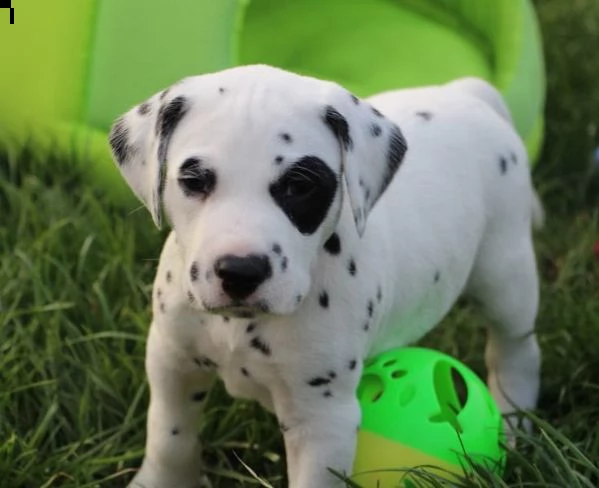 meravigliosa cucciolata di dalmata | Foto 1