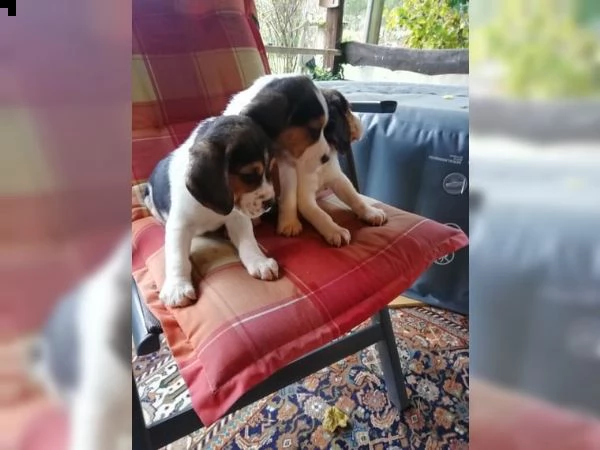 cuccioli di beagle | Foto 0