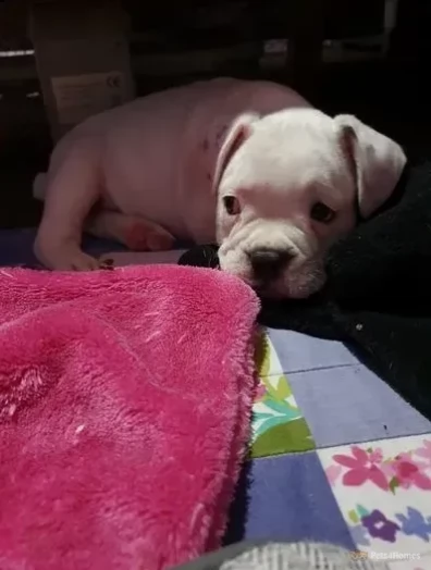 cuccioli di bulldog francese