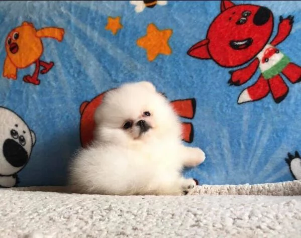 cuccioli di pomerania | Foto 0