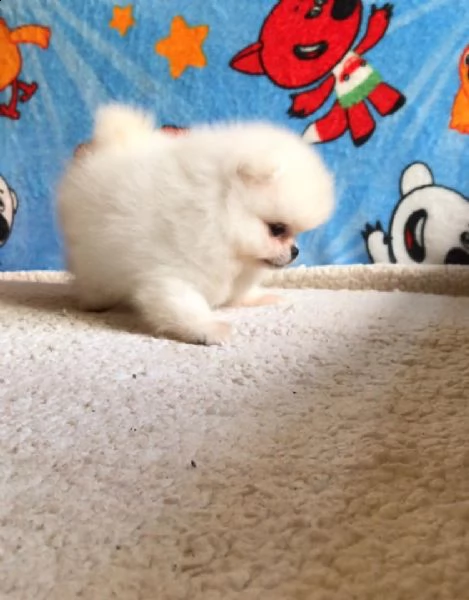 cuccioli di pomerania