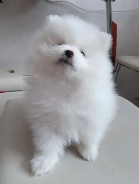 disponibili cuccioli di puro spitz pomerania