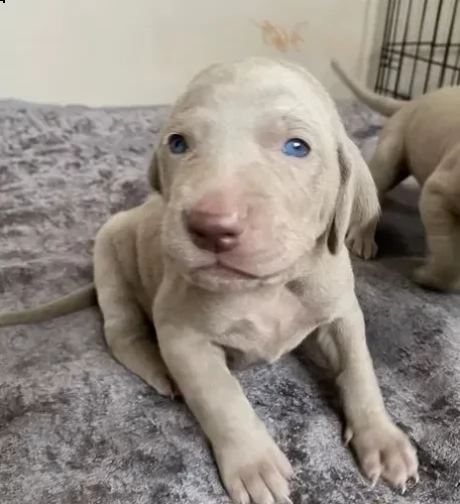 cuccioli di weimaraner