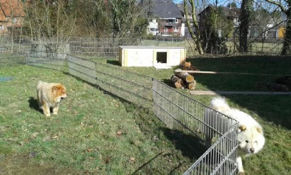 bellissimi cuccioli di chow-chow | Foto 1