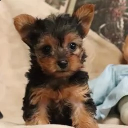 disponibili cuccioli di yorkshire | Foto 1