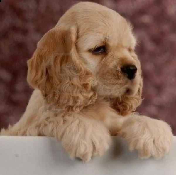  regalo cuccioli cocker spaniel 1 maschio e 2 femmine .i cuccioli verranno con pedigree, microchip, 