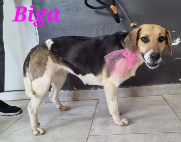 biga: giovane femmina simil beagle | Foto 1