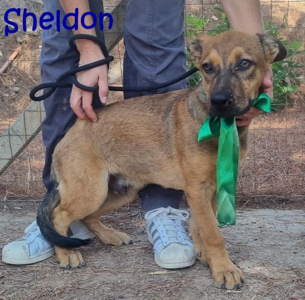 sheldon, cucciolo meticcio | Foto 1