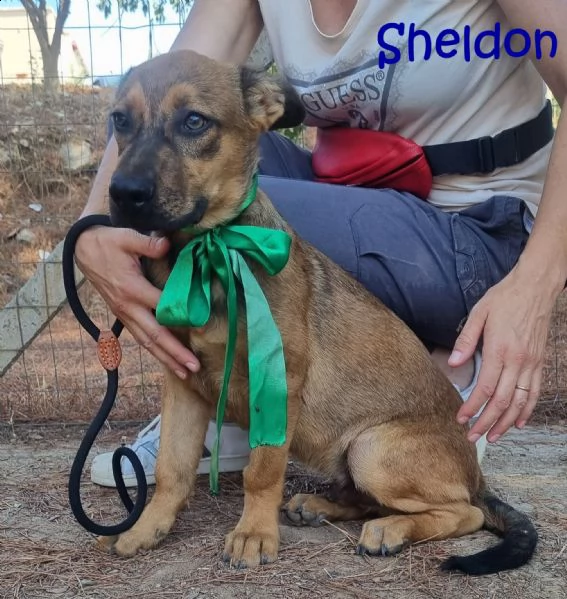 sheldon, cucciolo meticcio | Foto 0