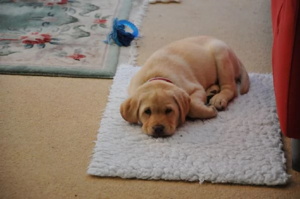 belllissimi cuccioli di labrador retriever | Foto 2