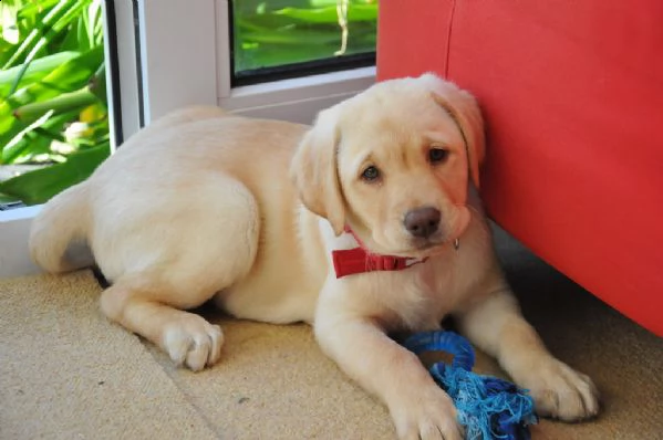 belllissimi cuccioli di labrador retriever | Foto 1