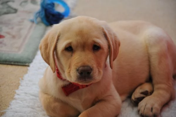 belllissimi cuccioli di labrador retriever