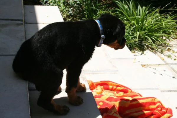 cuccioli rottweiler selezionati 