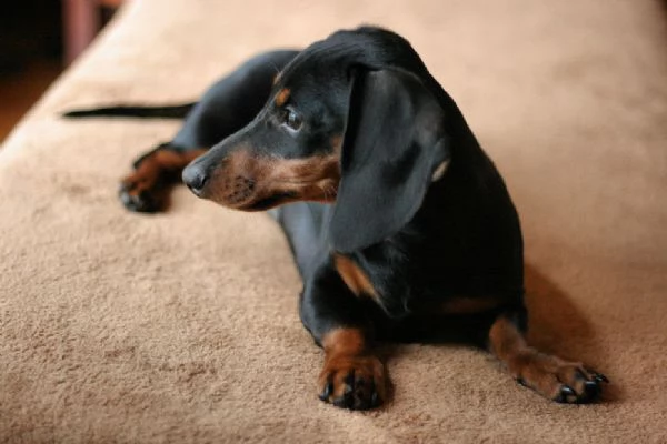 meravigliosa cucciolata di bassotto | Foto 1