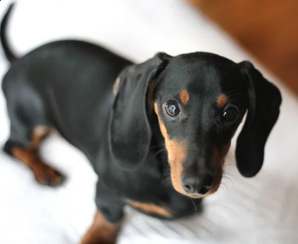 meravigliosa cucciolata di bassotto | Foto 0