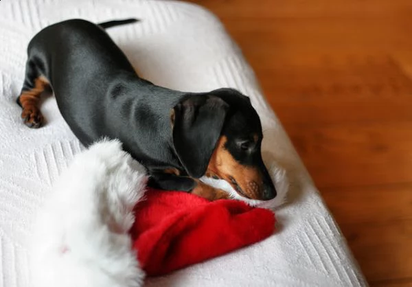 meravigliosa cucciolata di bassotto