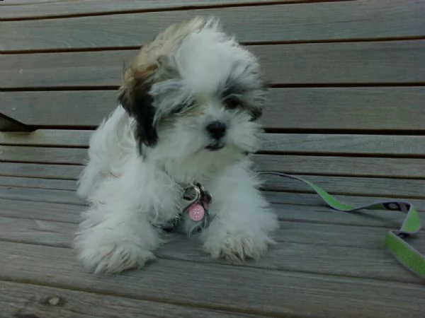 cuccioli di shih tzu con pedigree enci | Foto 1