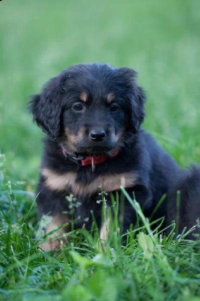 cuccioli di hovawart con pedigree  | Foto 2