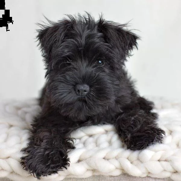  regalo schnauzers 