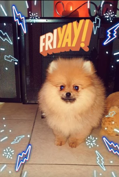 spitz tedesco nano detto volpino di pomerania toy 