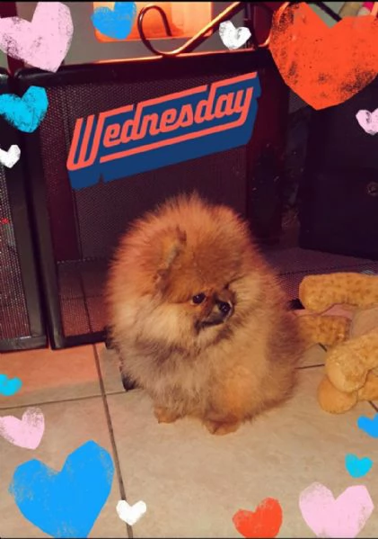 spitz tedesco nano detto volpino di pomerania toy  | Foto 1