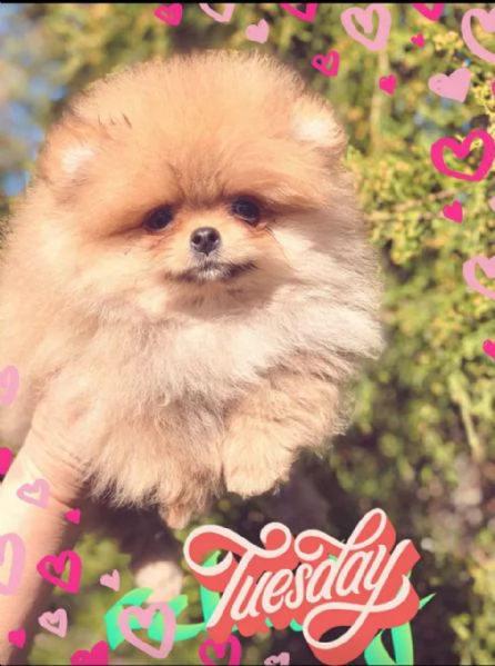 spitz tedesco nano detto volpino di pomerania toy  | Foto 0