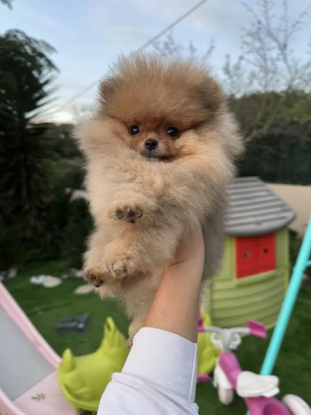 Volpino di pomerania, detto spitz tedesco nano Milano