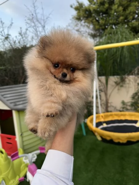 Volpino di pomerania, detto spitz tedesco nano Milano | Foto 1