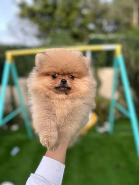 Volpino di pomerania, detto spitz tedesco nano Milano | Foto 0