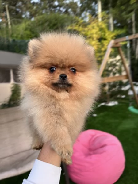 Spitz tedesco nano volpino di pomerania toy