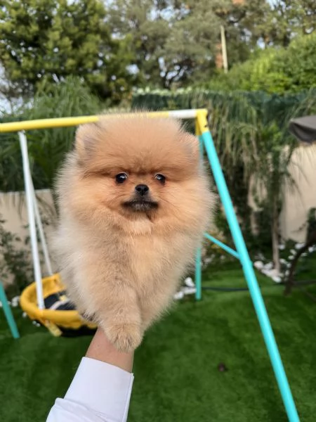 Spitz tedesco nano volpino di pomerania toy | Foto 2