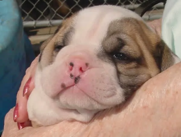 cucciolo di bulldog inglese