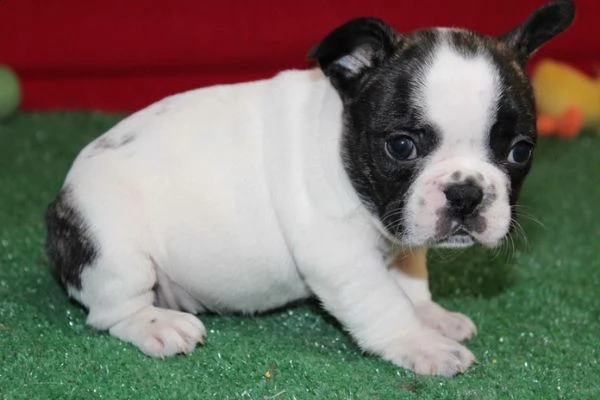 cucciolata di bouledogue francese