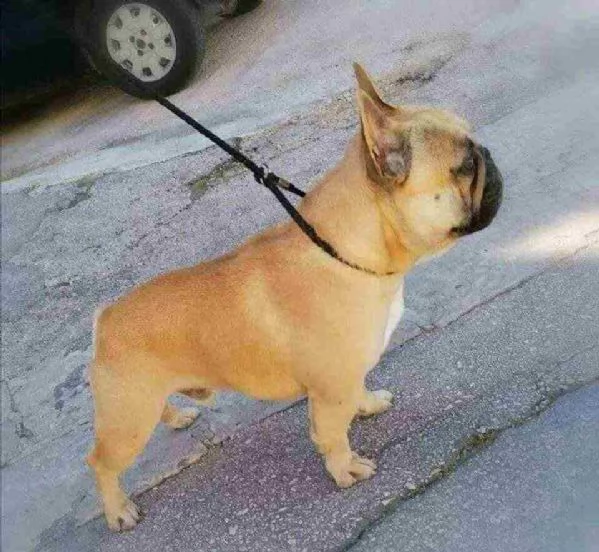 bulldog francese