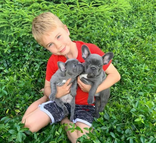 splendidi cuccioli bouledogue francese