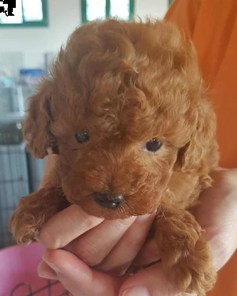 barboncino red cuccioli