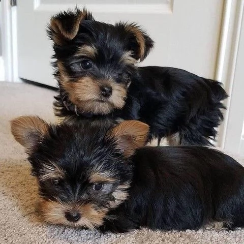 cuccioli di yorkie 