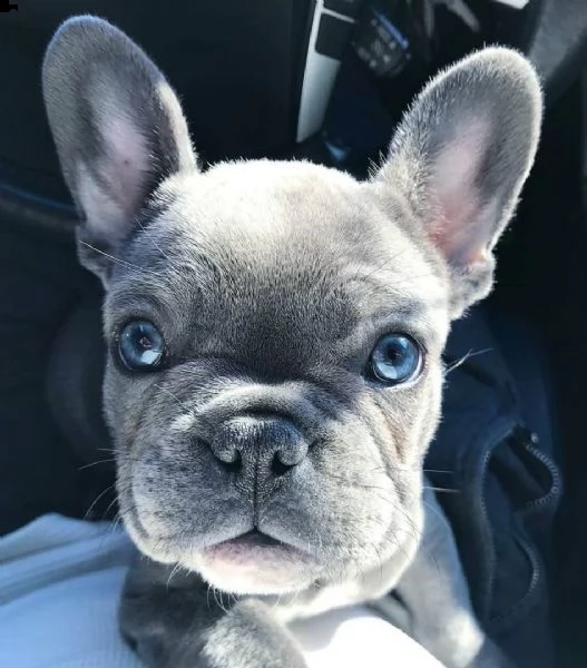 cuccioli di bouledogue francese 