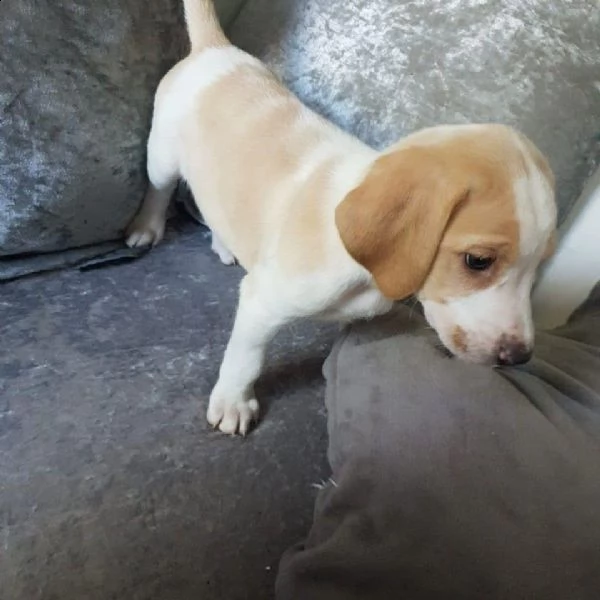 regalo beagle cuccioli meravigliosi ! 