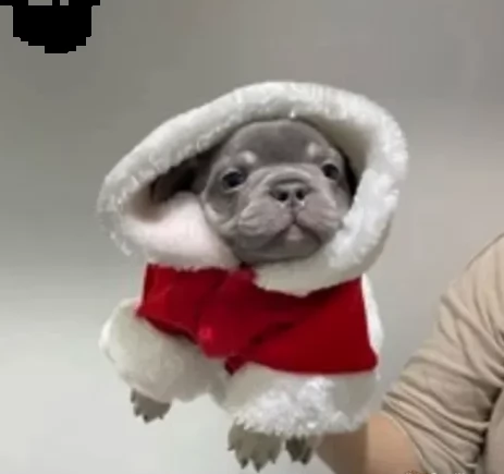dolcissimi bouledogue francese di due mesi 