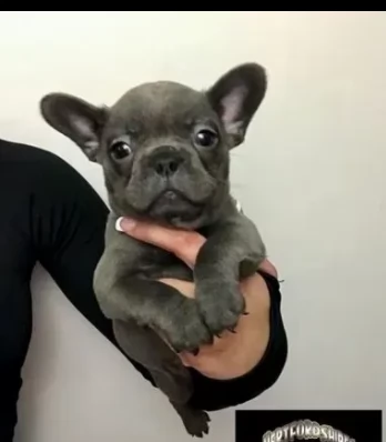 dolcissimi bouledogue francese di due mesi  | Foto 0