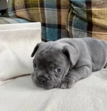 splendidi cuccioli bouledogue francese blue